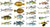 Common Fish Species For Saltwater Lure Fishing