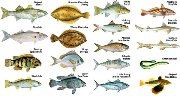 17 Most Popular Saltwater Fish