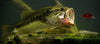 Bass Fishing Weather Temperature and Season Tips