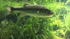Best Lure Baits For Pre-Spawn Bass