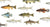 Common Fish Species For Freshwater Lure Fishing
