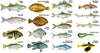 Common Fish Species For Saltwater Lure Fishing