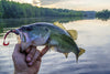 Soft Plastics Lures Guides for Bass Fishing