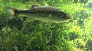 Best Lure Baits For Pre-Spawn Bass