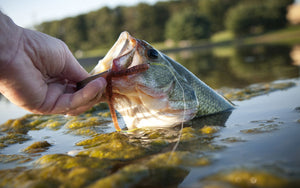 The 7 Reasons Of Running Fish During the Bass Fishing