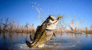Ten Entry Skills for Lure Fishing Baits