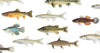 Common Fish Species For Freshwater Lure Fishing